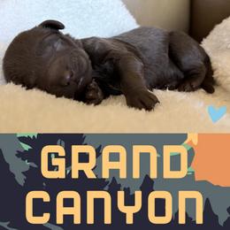 Canyon - Chocolate male Labradoodle puppy in Lubbock, Texas from Lucky Labradoodles