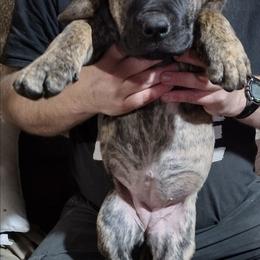 Grey girl - Brindle female Boerboel puppy in Dowagiac, Michigan from Flanders Kennels LLC