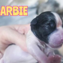 Barbie - Brindle and white female Mal-Shi puppy in Belleville, Michigan from Michigan Maltese Puppies