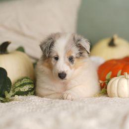 Prada - White female Collie puppy in Huffville, Virginia from Blackberry Hills Cattle dogs and Collies