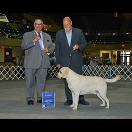 Hank - Labrador Retriever