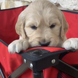 Golden Retriever Puppies from Daniel Ranch Golden Retrievers