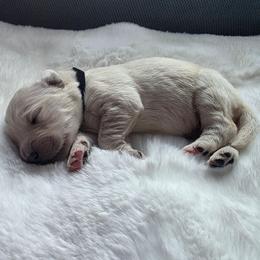 Baby Boy Black - Light golden male Golden Retriever puppy in Clarksville, Tennessee from 255 Goldens