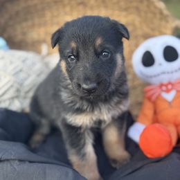 Oogie (Black collar) - Bi-color male German Shepherd puppy in Dover, Delaware from Fornax
