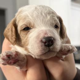 Poppi - White female Cavapoo puppy in Pasco, Washington from Beth's Cavapoos