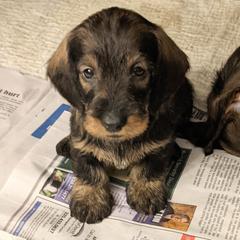 Dachshund Puppies from Riverwood Dachshunds