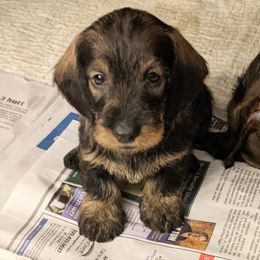 Dachshund Puppies from Riverwood Dachshunds