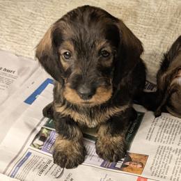 Dachshund Puppies from Riverwood Dachshunds