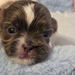 Midwest Mini Kevin - Fawn male Mi-Ki puppy in Clearwater, Kansas from Midwest Mini Mi-kis