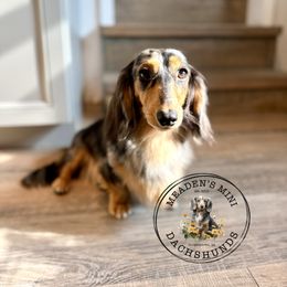 Ivy - Dachshund