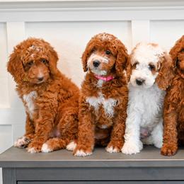 Bernedoodle and Goldendoodle Puppies from Sun Valley Goldendoodles