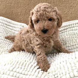 Maltipoo and Poodle Puppies from Toy Poodle & Maltipoo Maui