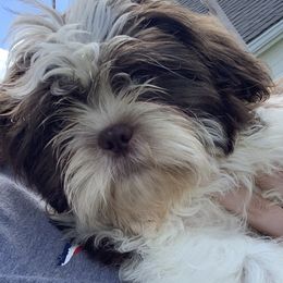 Shih Tzus and Shorkies from Kennel in the Valley