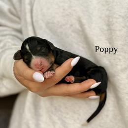 Poppy - Tri-color male Bernedoodle puppy in Pennsylvania from Bells Bernedoodles
