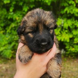 Cassie - Sable female German Shepherd puppy in White Cloud, Michigan from Von WestLynn German Shepherds