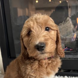Ginger - Hot pink - Red  Goldendoodle puppy in Stansbury Pk, Utah from My Doods