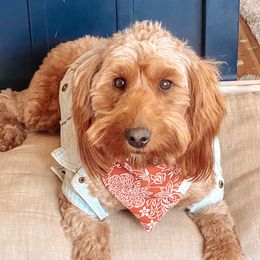 Poppy - Goldendoodle