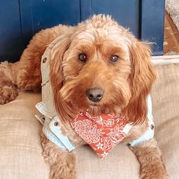 Poppy - Goldendoodle