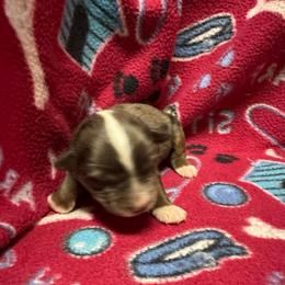 Blue Merle - Blue merle female Toy Australian Shepherd puppy in Billings, Montana from Chapman's Aussies