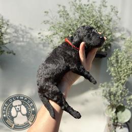 Helion - Silver male Poodle puppy in Spring Hills, Florida from The Olympus Standard Poodle