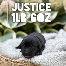 Justice - Black female Labrador Retriever puppy in Puyallup, Washington from 12 Door Farm Labradors