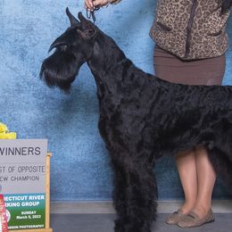 Giant Schnauzers from Work of Art Giant Schnauzers