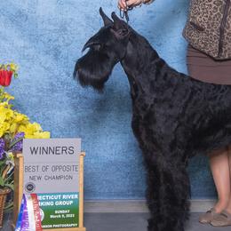Giant Schnauzers from Work of Art Giant Schnauzers