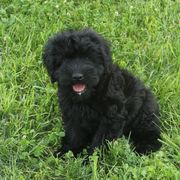 Mo - Black male Whoodle puppy in West Bend, Iowa from Blue Skies Terriers