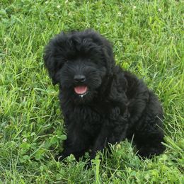 Mo - Black male Whoodle puppy in West Bend, Iowa from Blue Skies Terriers