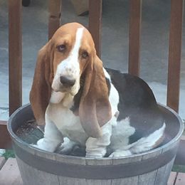 Basset Hounds from Baskets of Bassets