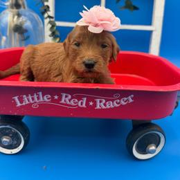 Gigi - Apricot female Goldendoodle puppy in Willacoochee, Georgia from Kitandkboodle's Doodles