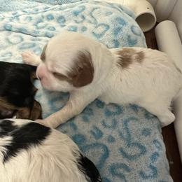 Cinderella - Blenheim female Cavapoo puppy in Modesto, California from Molly n Friends