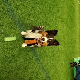 Border Collies from Otter Creek Dogs