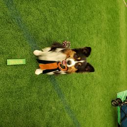 Border Collies from Otter Creek Dogs