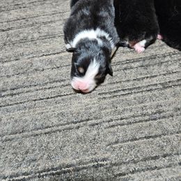 Boy - Black tri-color male Australian Shepherd puppy in Marshall, Michigan from RR Australian Shepherds