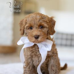 Vail - Caramel female Australian Labradoodle puppy in Salem, Oregon from Hunterberry Hill Labradoodles