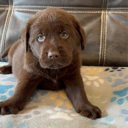 Light Blue - Chocolate male Labrador Retriever puppy in Medford, Oregon from Valley View English Labs