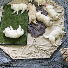 Golden Retriever Puppies from Mia Ragazza Golden Retrievers