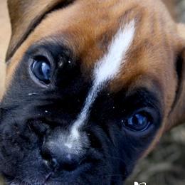 Boxers from Boxers of Mercy/Box von Devana