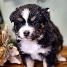 Perdita - Black tri female Miniature Australian Shepherd puppy in Mc Alester, Oklahoma from Angel's Aussies