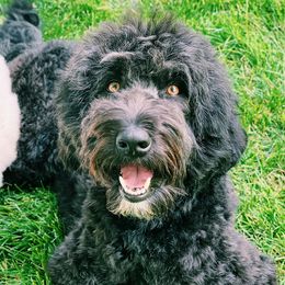 Aussiedoodles from Salt Creek Doodles