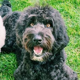 Aussiedoodles from Salt Creek Doodles