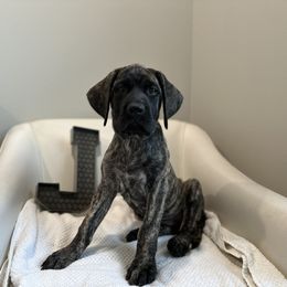 Mastiff Puppies from MLJ Mastiffs Florida