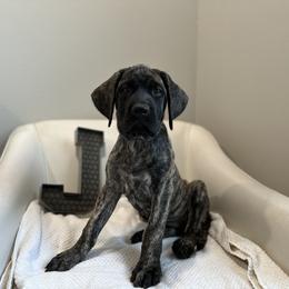 Mastiff Puppies from MLJ Mastiffs Florida