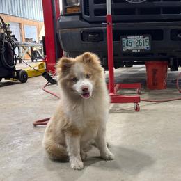 Winnie - Pomsky