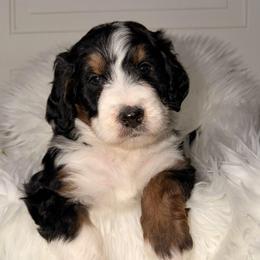Champagne - Tri-color female Bernedoodle puppy in Beecher, Illinois from Erica’s Doodles
