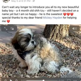 Shih Tzu Puppies from Willow Lane Shih Tzus