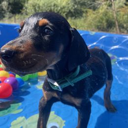 Elvis - Black and rust male Doberman Pinscher puppy in Blanchester, Ohio from Battle Creek Dobermans