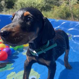 Elvis - Black and rust male Doberman Pinscher puppy in Blanchester, Ohio from Battle Creek Dobermans