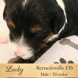 Lucky - Tri-color male Bernedoodle puppy in Huntsville, Alabama from Falcon Ridge Doodles